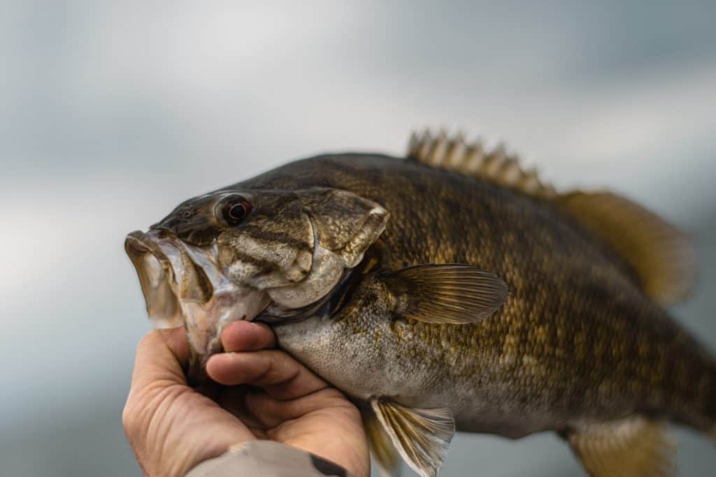 smallmouth bass bait and fishing