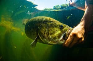 largemouth bass being released after being caught, underwater view