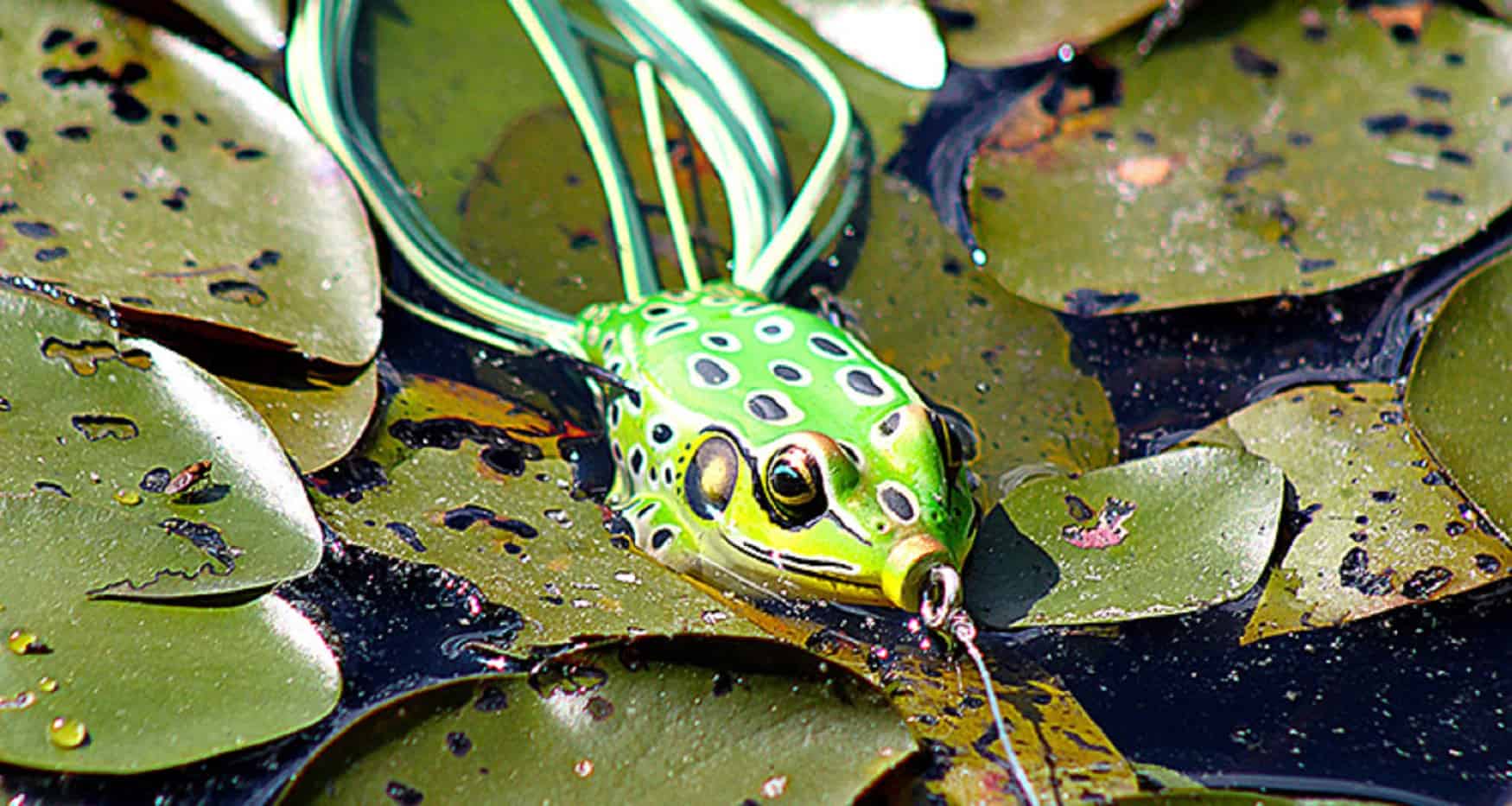 Ultimate Frog Review: 14 Frogs Compared! (Frog Fishing Tips For
