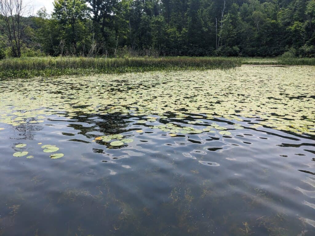 bass fishing in August