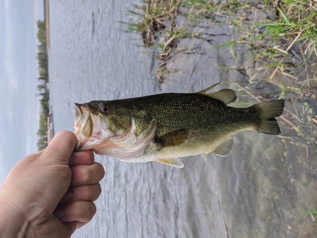 fall transition bass fishing, recently caught bass with image rotated 90 degrees. The bass is horizontal but background is sideways.