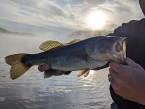 finesse bass fishing during the Fall