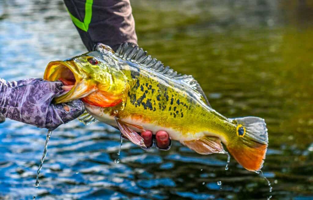 peacock bass in Florida recently caught with man holding peacock bass over water