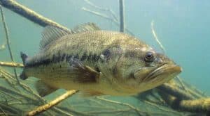 spotted bass image underwater in natural habitat