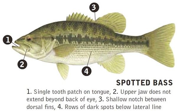 spotted bass with physical identification markers