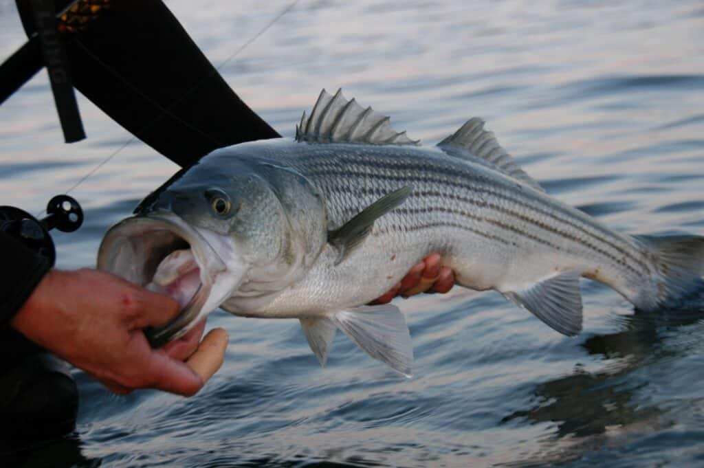 striped bass