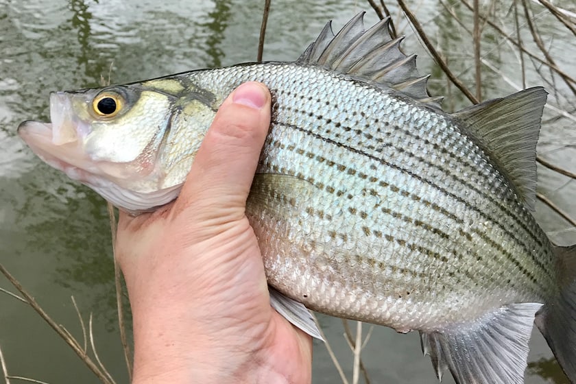 white bass