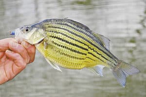 Yellow bass recently caught with angler holding up for photo