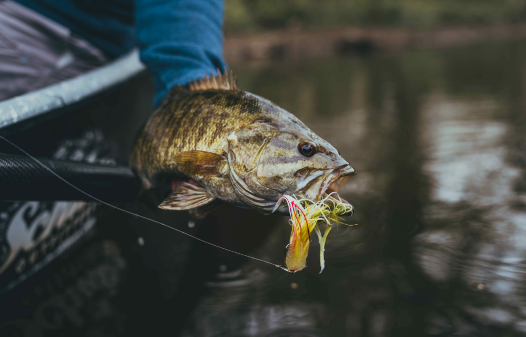 best bait for bass in June