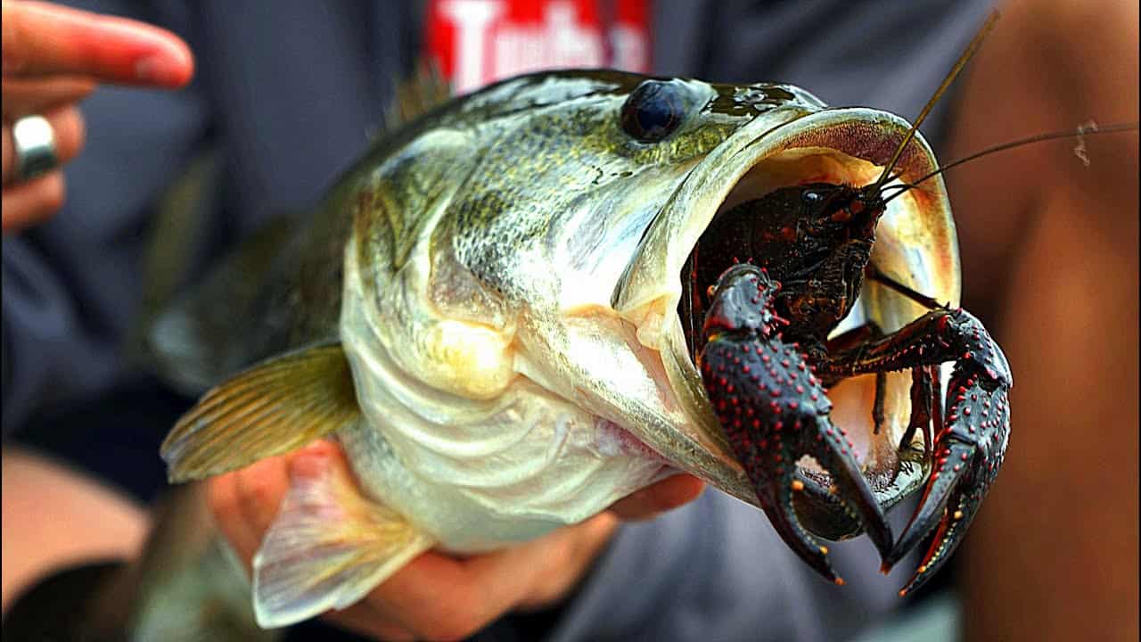 What Do Bass Eat? Understanding The Bass Diet