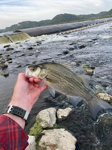 October bass fishing striped bass, southern Minnesota near spillway