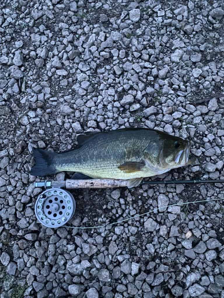 October bass fishing with flyrod, largemouth laying next rod and reel for size context