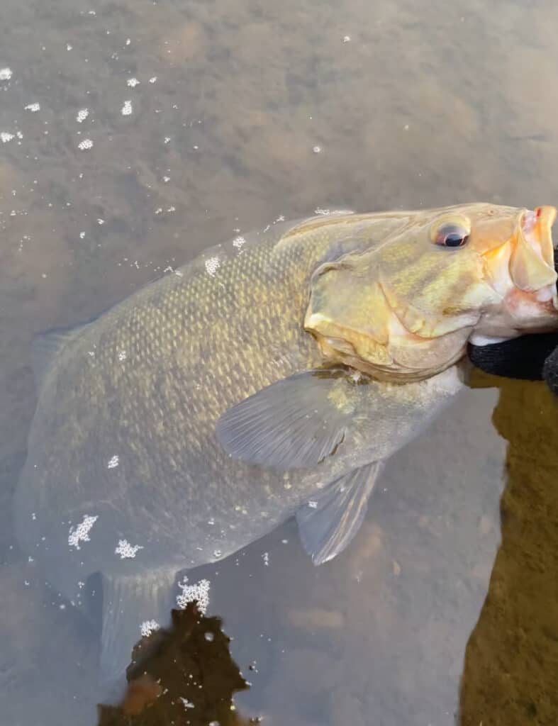 smallmouth bass bait