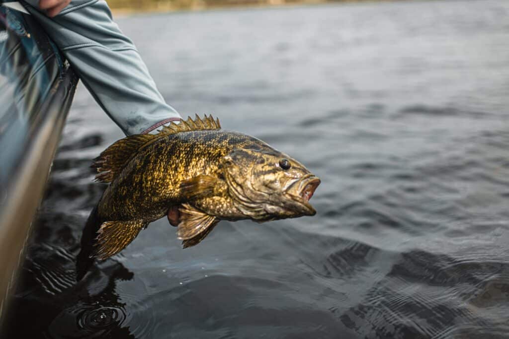 Smallmouth bass held at water level just off of boat. Using best smallmouth bass bait